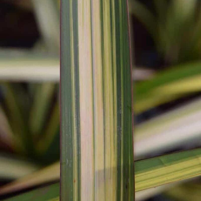 Phormium cookianum ssp. hookeri 'Cream Delight' 40-60 cm